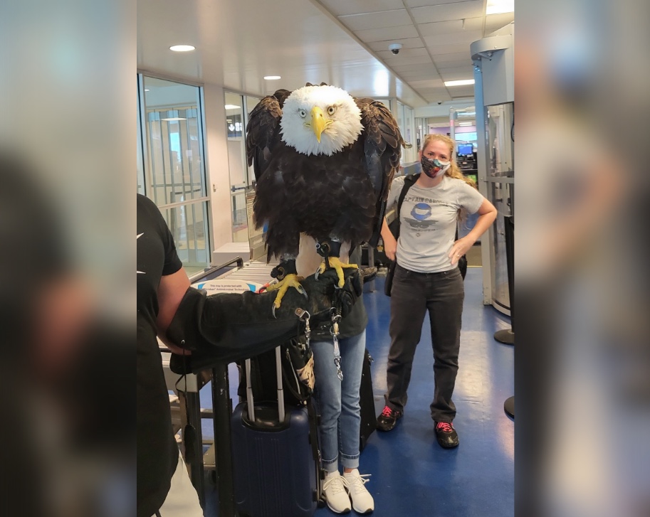 Prestes a embarcar em avião, águia é revistada em aeroporto; veja vídeo