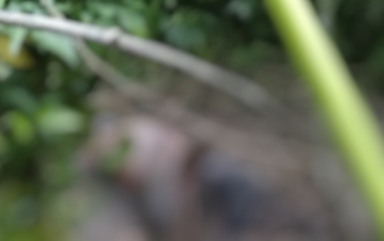 Corpo apodrecendo é encontrado em área de mata em Manaus