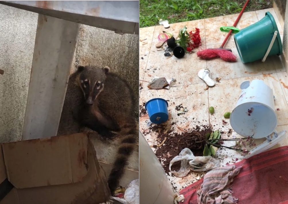 Cerca de 50 quatis invadem casa e comem pães, 4kg de bacon e 2kg de banha de porco