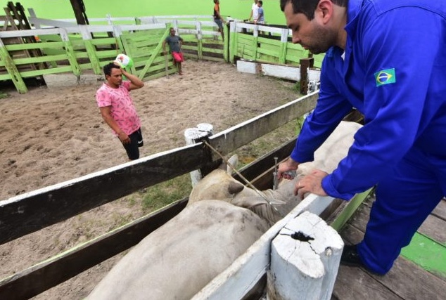 Campanha contra febre aftosa é prorrogada pela 2ª vez no Amazonas por escassez de vacinas