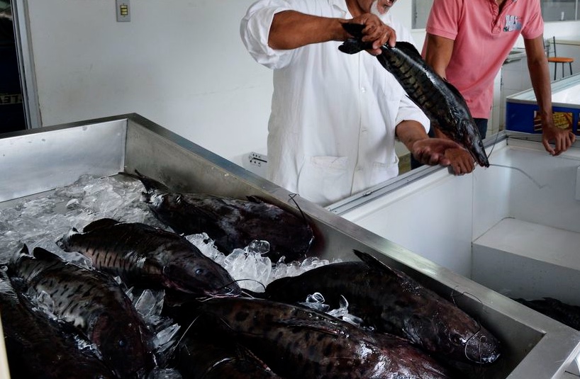 Casos de urina preta sobem para 106 no Amazonas