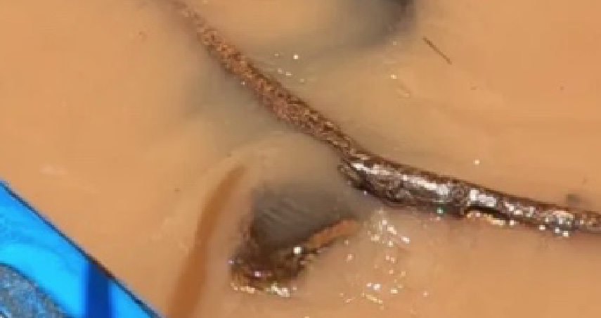 Com 'barriga cheia', sucuri gigante assusta pescadores; veja vídeo