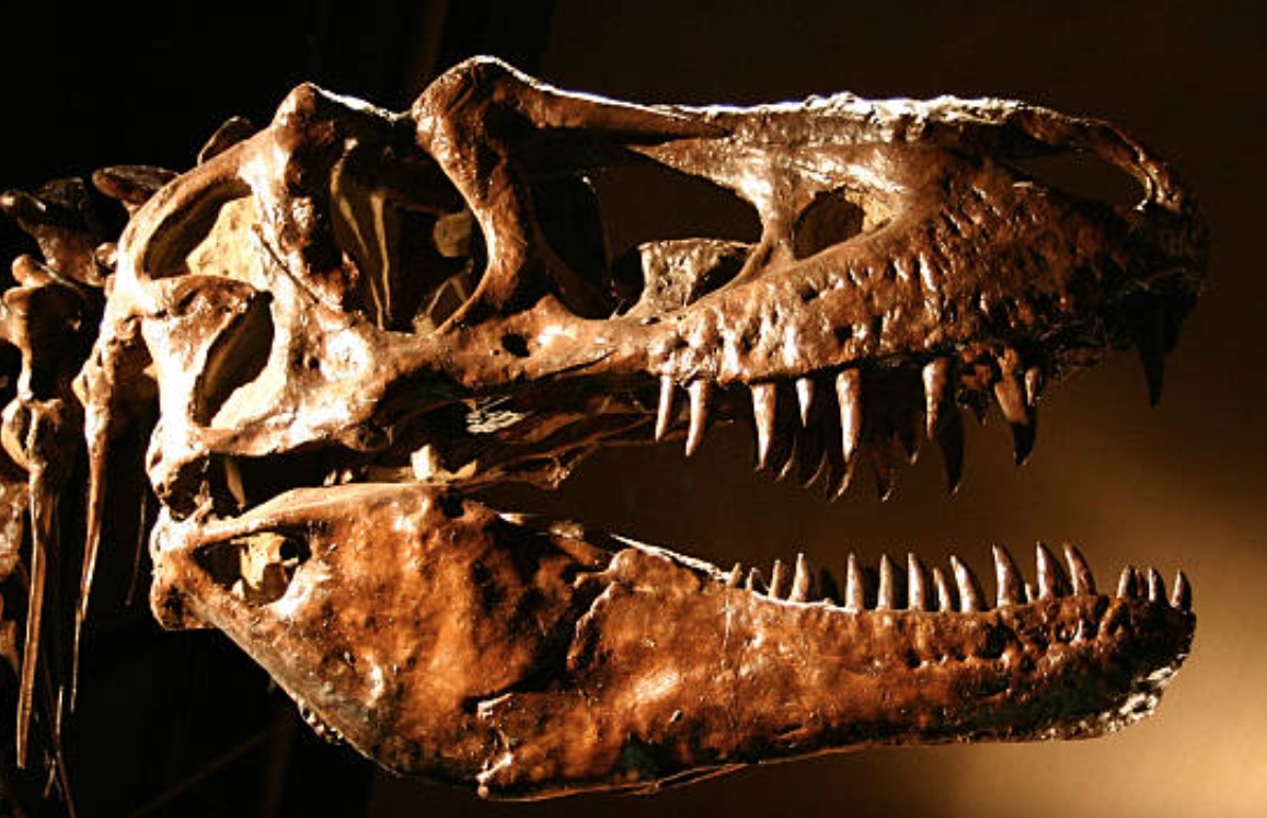 Crânio de Tiranossauro rex vai a leilão e lance pode chegar a R$ 103 milhões