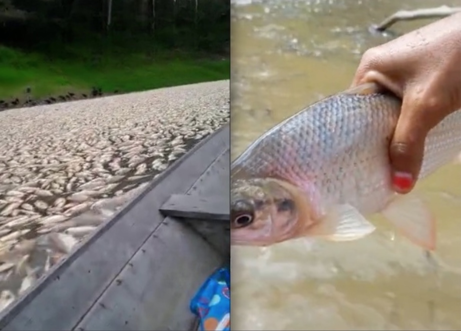 Milhares de peixes morrem por falta de oxigênio causada pela seca no Amazonas