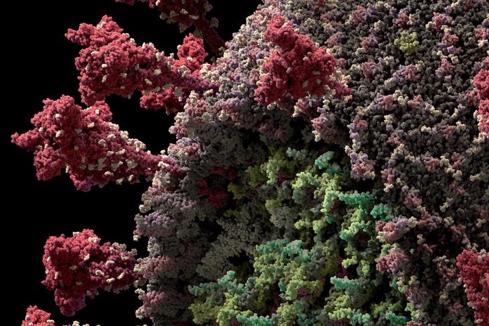 Nova variante surge no Amazonas e pode ser causa de aumento dos casos de Covid-19, diz Fiocruz