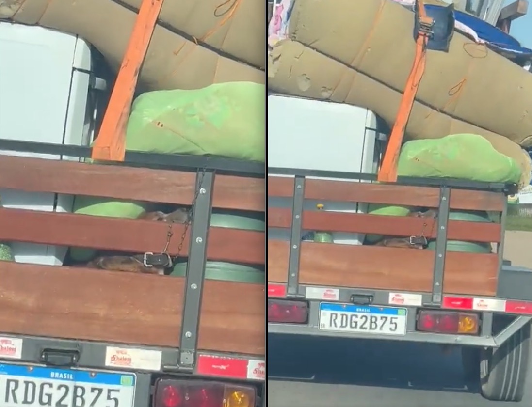 Cachorro é transportado debaixo de mudança e vídeo de maus-tratos viraliza