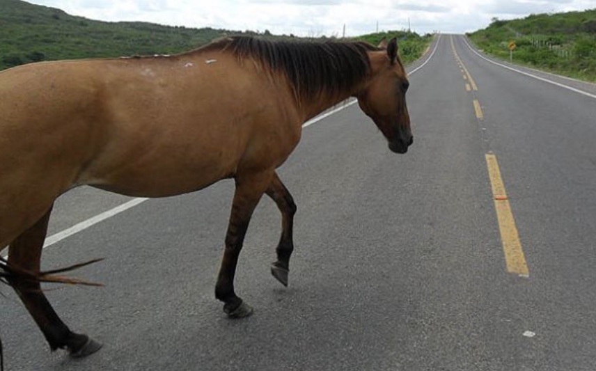 Dnit é condenado a indenizar mulher que perdeu marido em acidente com cavalo em rodovia federal