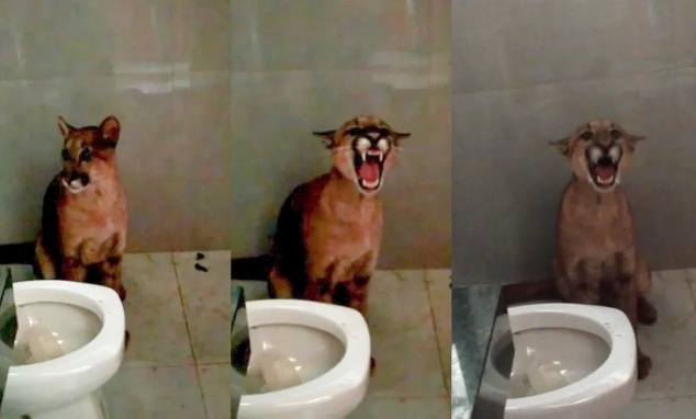 Dona de casa se desespera ao ir ao banheiro e encontrar onça ao lado de vaso