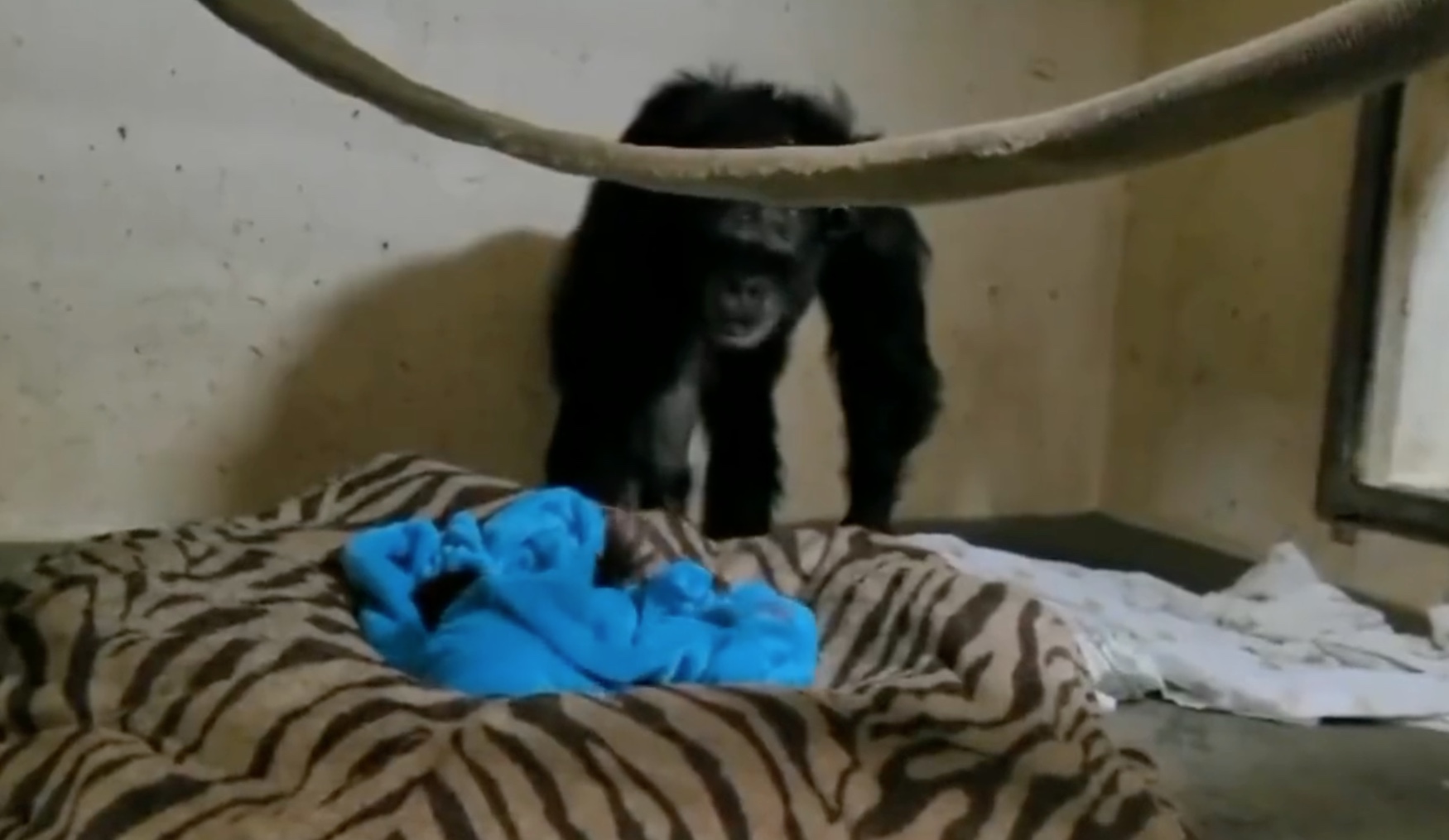 Mamãe chimpanzé reconhece filhote 2 dias após cesária e reencontro é emocionante; vídeo