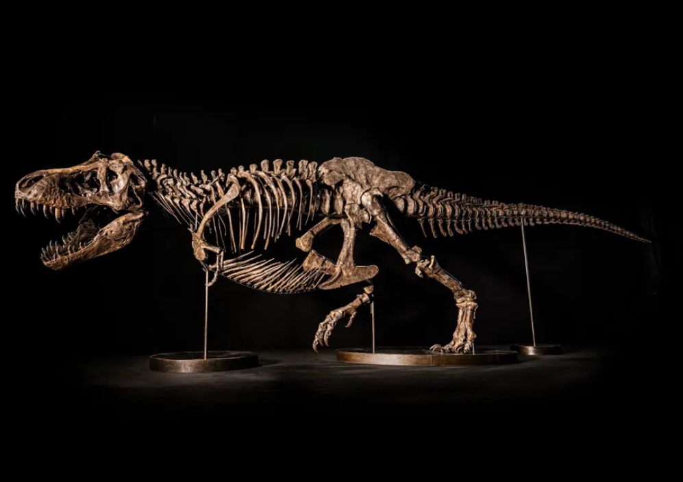 Leilão de Tiranossauro Rex ‘Shen’ é cancelado após denúncia sobre autenticidade