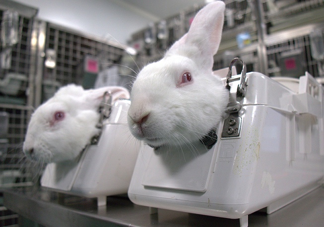 Comissão do Senado aprova proibição do uso de animais em pesquisas e testes de cosméticos