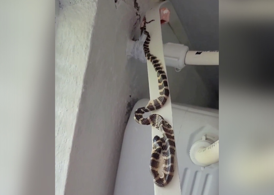 Cobra fica colada em fita dupla face ao tentar invadir banheiro; vídeo