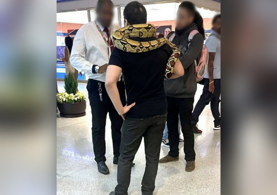 Homem é barrado ao tentar entrar com cobra em shopping e se revolta