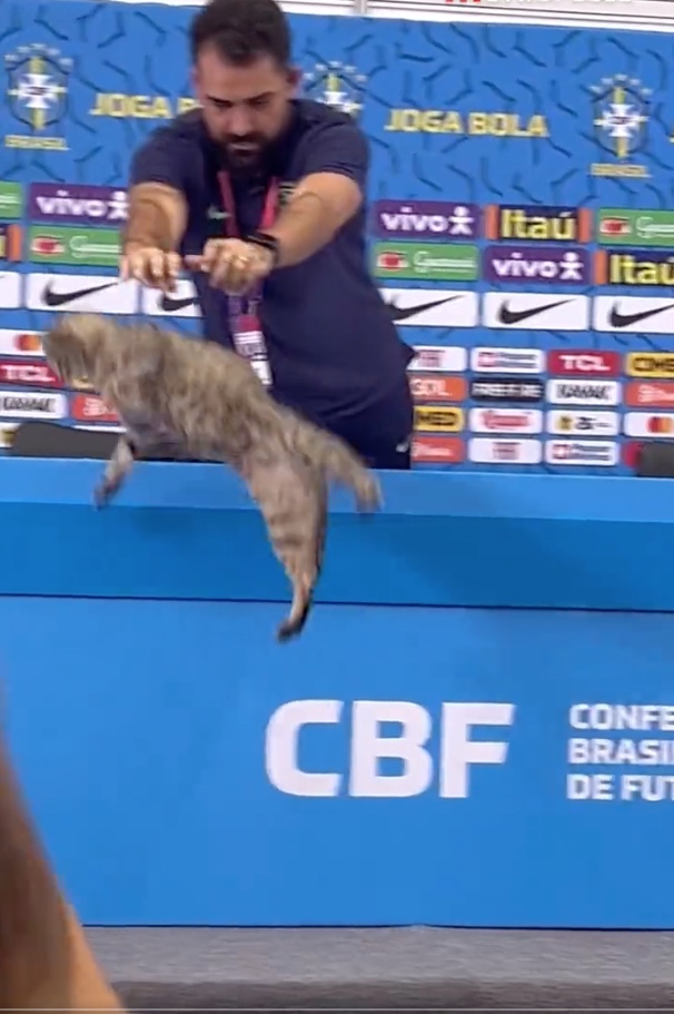 Vídeo: Assessor da CBF expulsa gato de mesa durante coletiva e divide opiniões