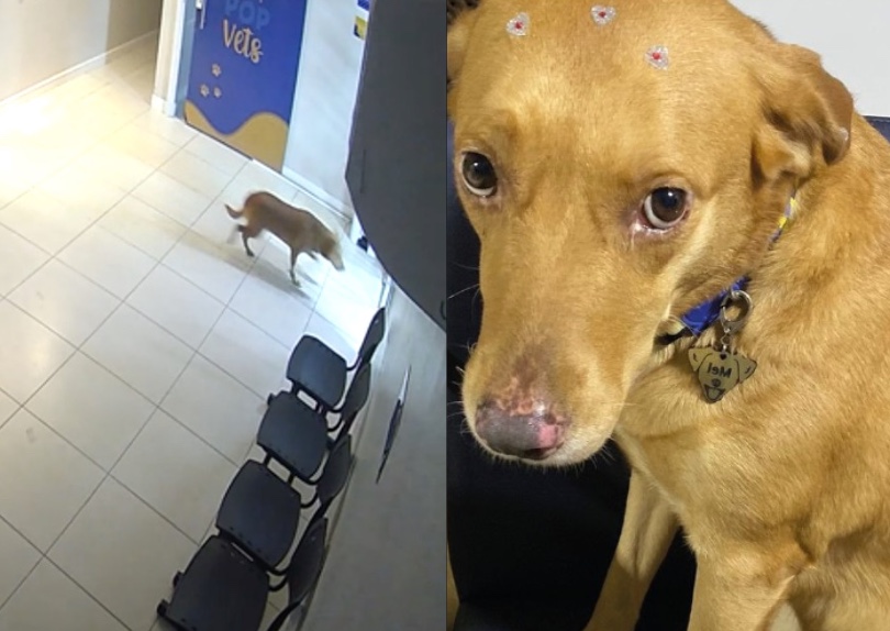 Vídeo mostra cadela fugindo de clínica veterinária em Manaus; recompensa é de R$ 5 mil