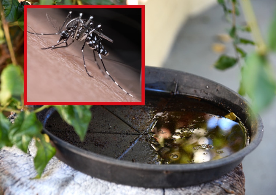 Dengue: Veja como eliminar criadouros do mosquito durante período chuvoso no Amazonas