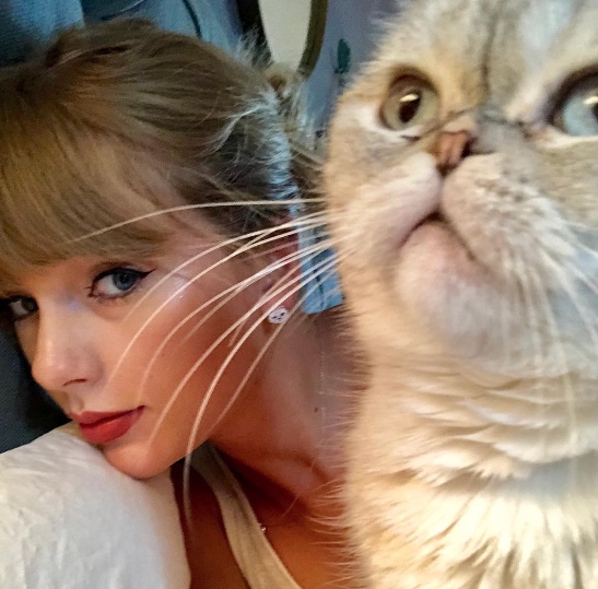 Gata de Taylor Swift tem patrimônio milionário e é terceira pet mais rica do mundo