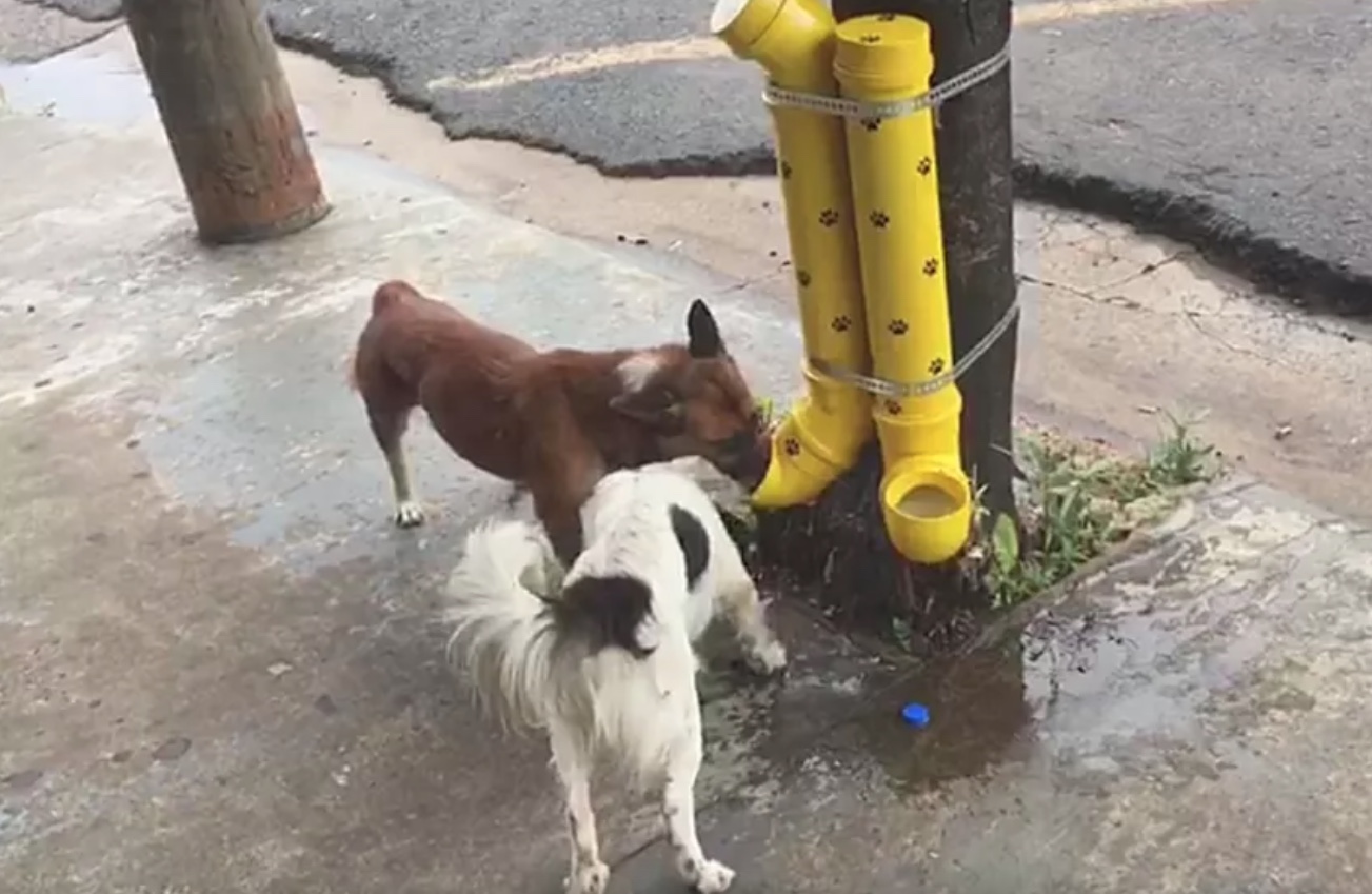 Sancionada lei que multa quem impedir alimento e água a animais de rua no Amazonas