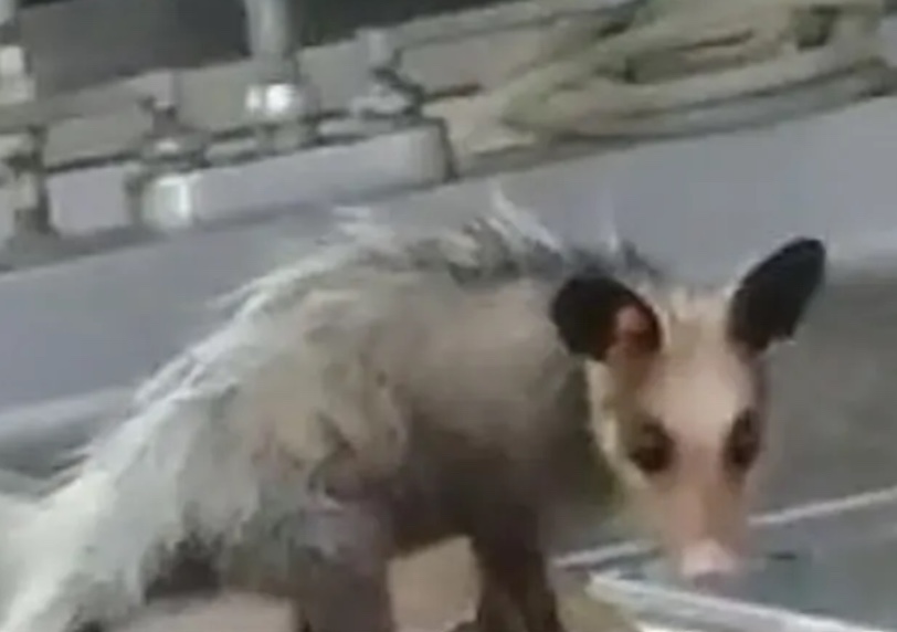 Vídeo mostra gambá comendo cadáver no IML; Polícia Civil se pronuncia