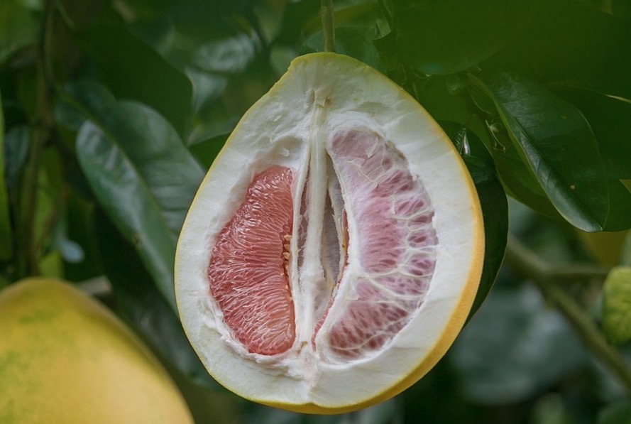 10 fatos sobre o clitóris: O único órgão dedicado exclusivamente ao prazer feminino