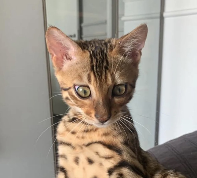 Gata solta em mata por bombeiros após ser confundida com jaguatirica é encontrada