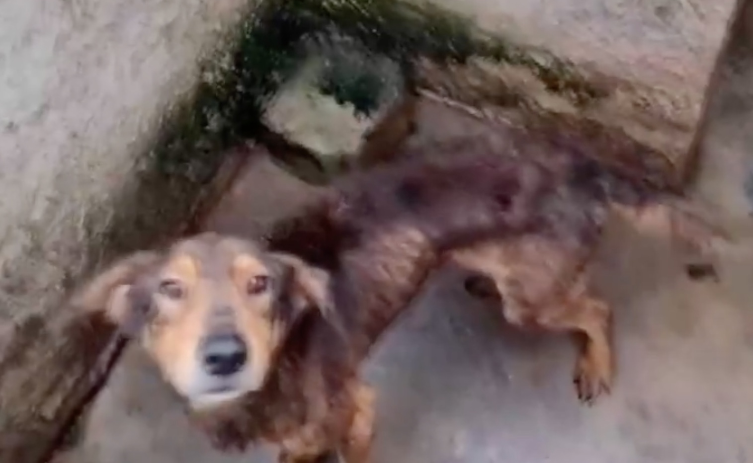 Mais de 300 cachorros são resgatados de maus-tratos e mulher acaba presa