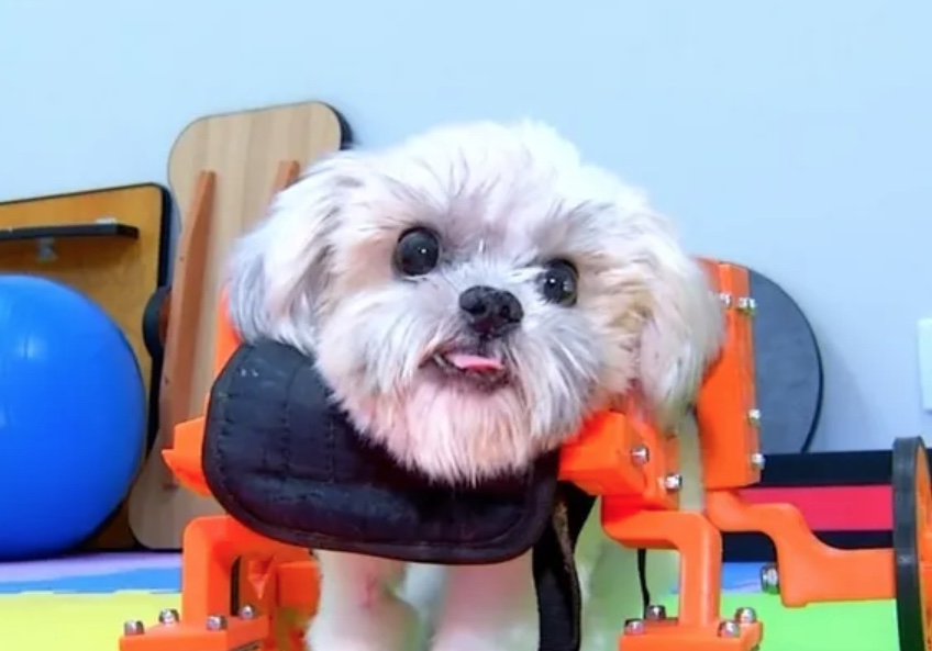 Cachorrinho tetraplégico é resgatado de estrada e vira xodó de família