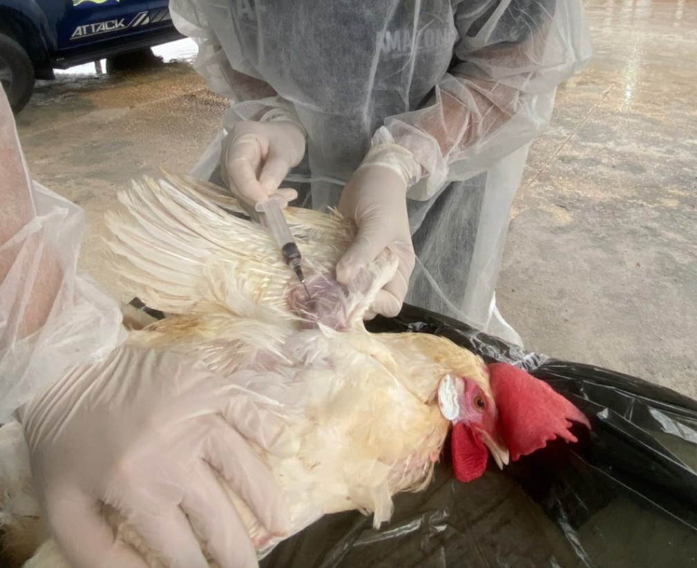 Granjas do Amazonas são monitoradas após gripe aviária ser detectada em países vizinhos