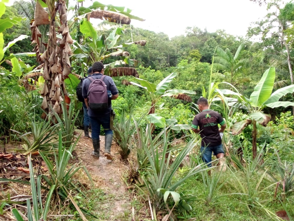 Monilíase: Mapa e Adaf alinham ações do combate a praga em cacau e cupuaçu no Amazonas