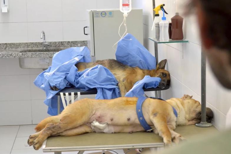 Clínica veterinária deve indenizar tutora por morte de cadela após castração