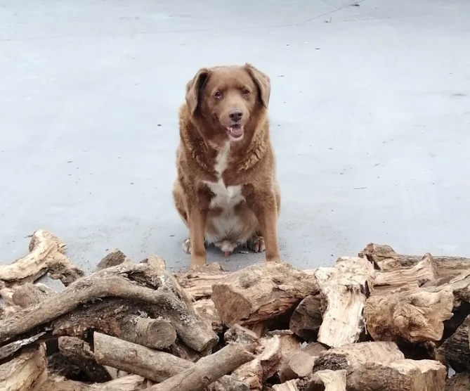 Guinness: Cachorro português de 30 anos é considerado o mais velho do mundo