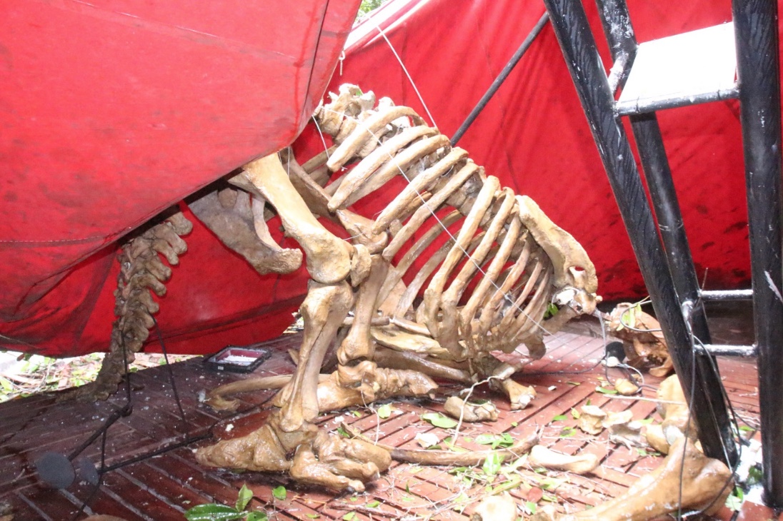 Vídeo: Árvore tomba e danifica réplicas de fósseis de dinossauros no Musa em Manaus