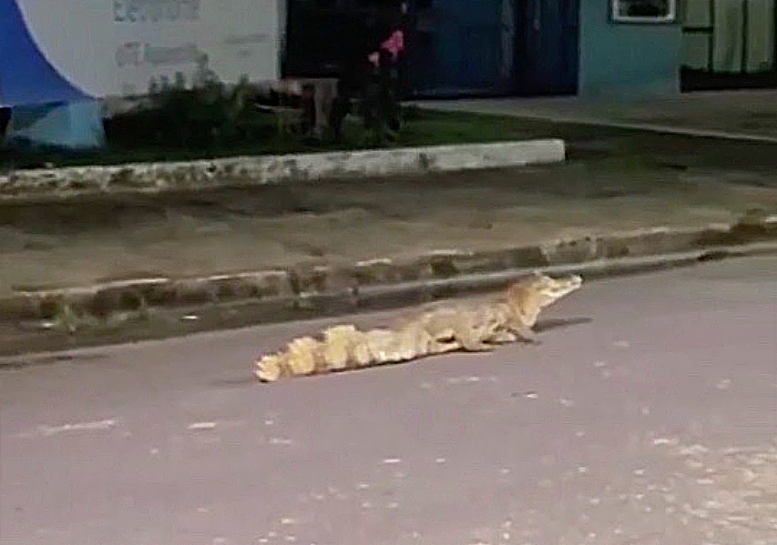 Jacaré é visto dando ‘rolezinho’ em rua do bairro Aparecida em Manaus; vídeo