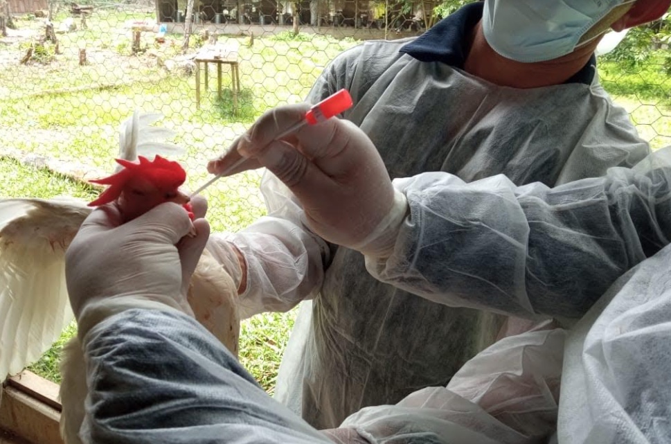 Amazonas tem caso suspeito de doença respiratória em aves em meio a surto de gripe aviária em países vizinhos