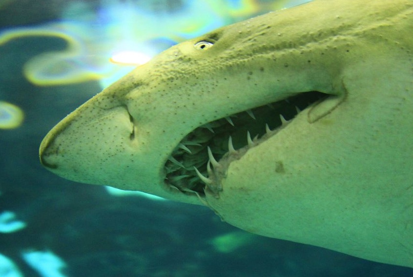 Surfista arrastado por tubarão em praia permanece em estado grave