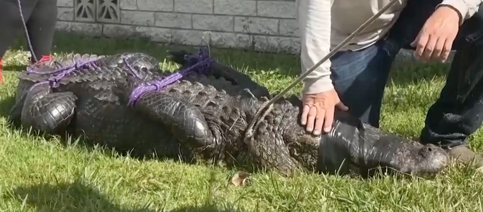 Idosa é morta por jacaré enquanto passeava com cachorro