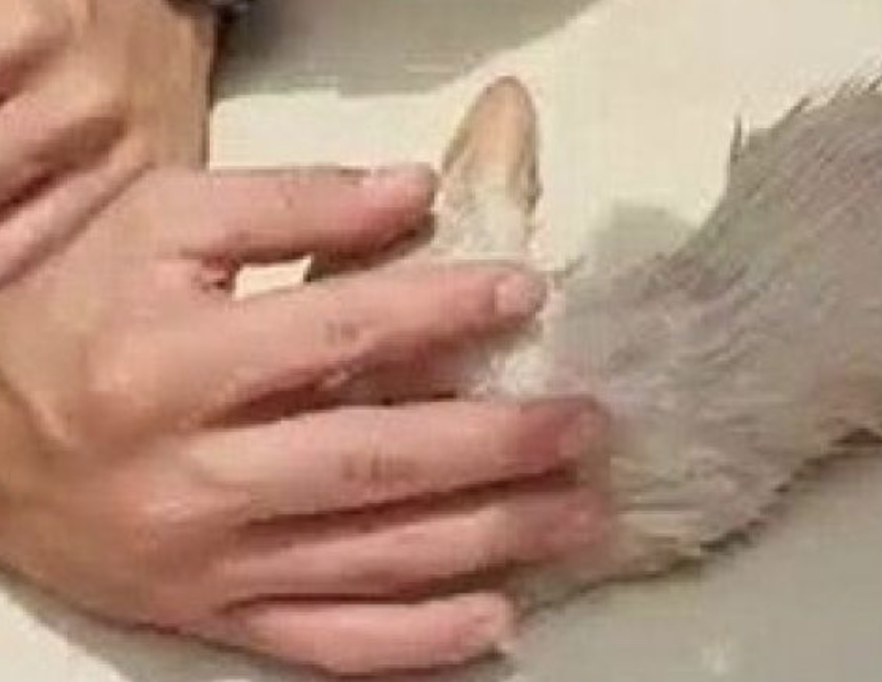 Vídeo: Gato é salvo com respiração boca a boca após resgate em tubulação