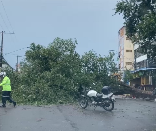 Ventania arranca árvore e bloqueia rua no Centro de Manaus; vídeo