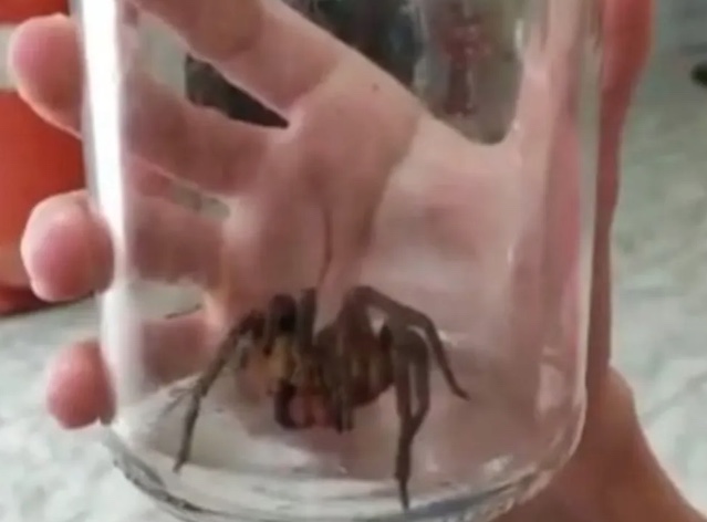 Aranha com veneno mortal que salta até 40cm é capturada dentro de residência