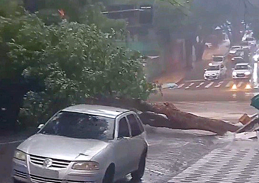 Árvore tomba durante chuva e bloqueia rua no Centro de Manaus; vídeos