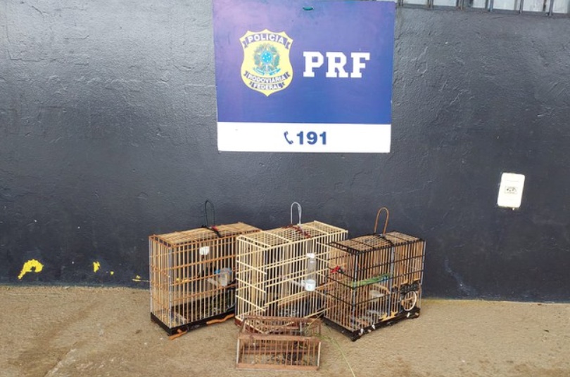 Aves silvestres transportadas ilegalmente no Amazonas são apreendidas pela PRF