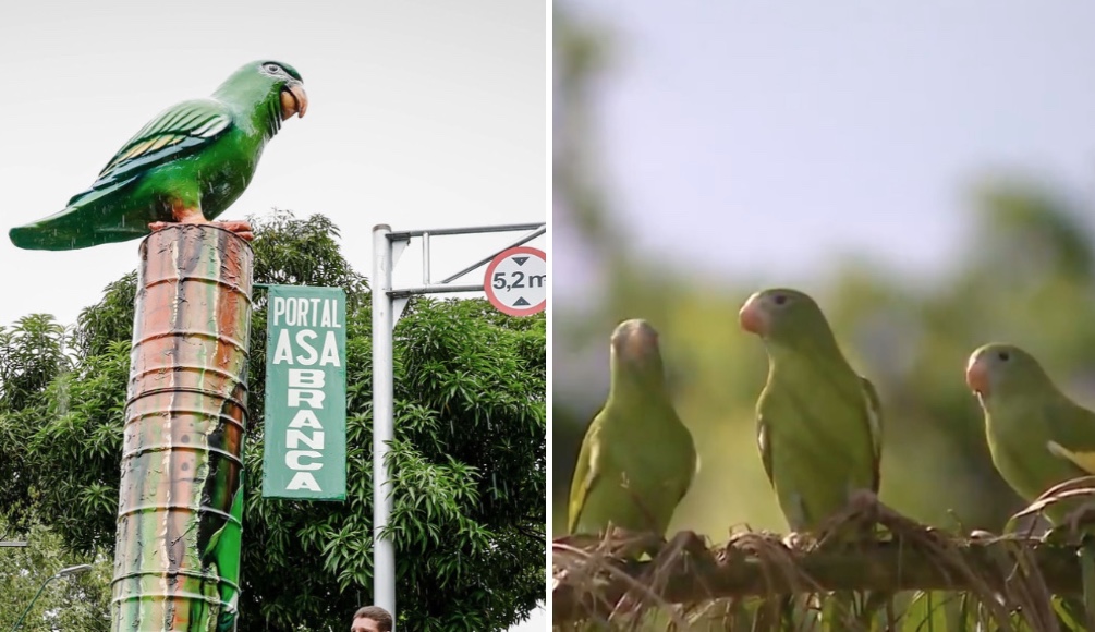 Joana Darc pede para “espetáculo dos periquitos” se tornar patrimônio cultural do Amazonas