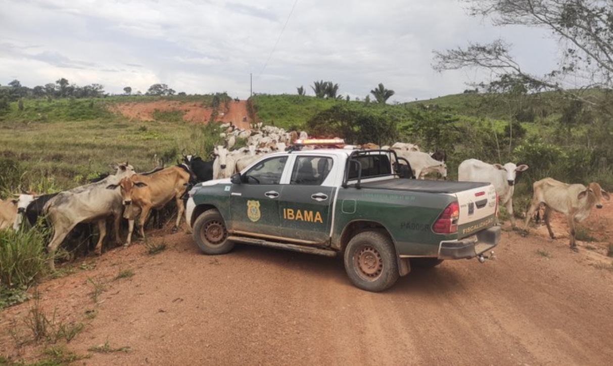 Cerca de 3 mil cabeças de gado são apreendidas em operação do Ibama no Amazonas