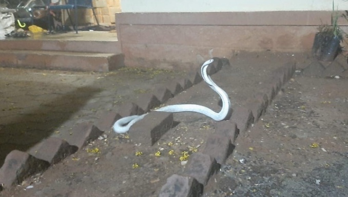 Cobra albina rara com veneno mortal é encontrada em casa
