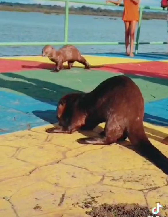 Ariranha é assassinada a tiros por morador em Uarini e população fica revoltada