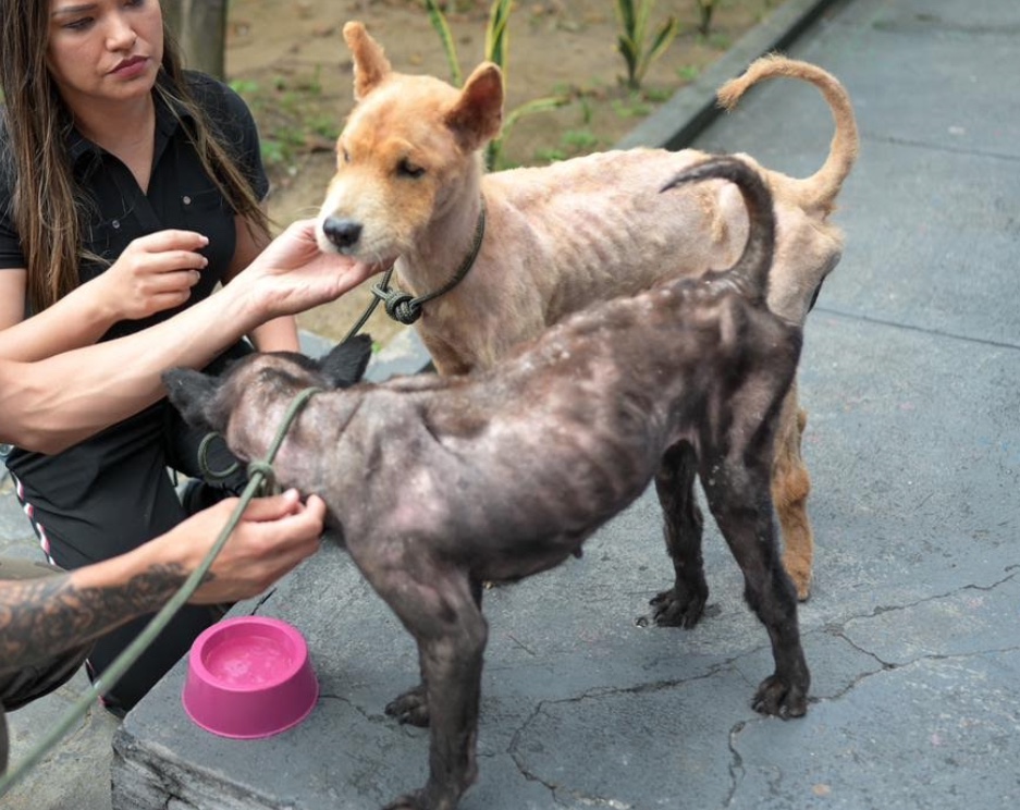 Cães em situação de desnutrição extrema são resgatados em Manaus