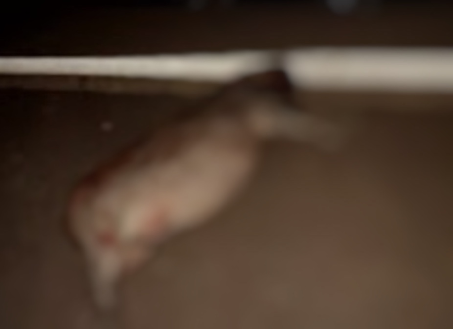 Carro capota e capivaras morrem em grave acidente