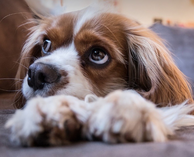 Ex-funcionário de pet shop em Manaus é condenado por maus-tratos 