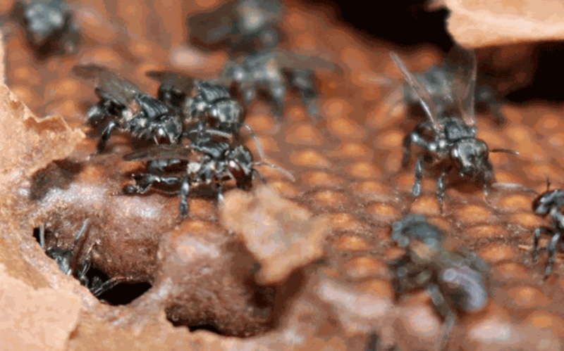 Inpa identifica nova espécie de abelha sem ferrão em Manaus