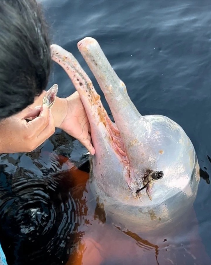 Com olho perfurado, boto ‘Curumim’ será examinado por especialistas hoje no Amazonas